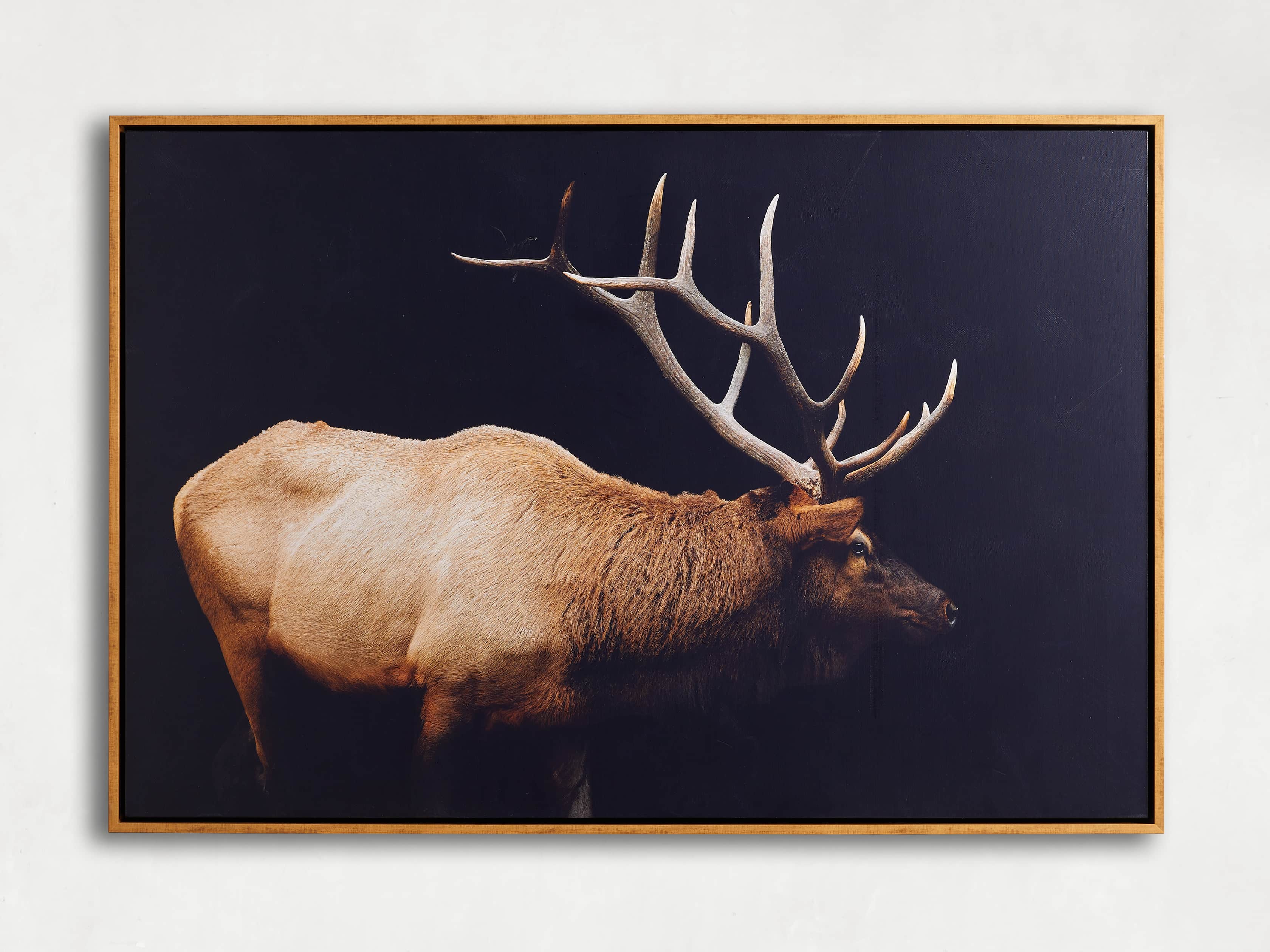 Caribou Canvas Wall Art, slide 4 of 5