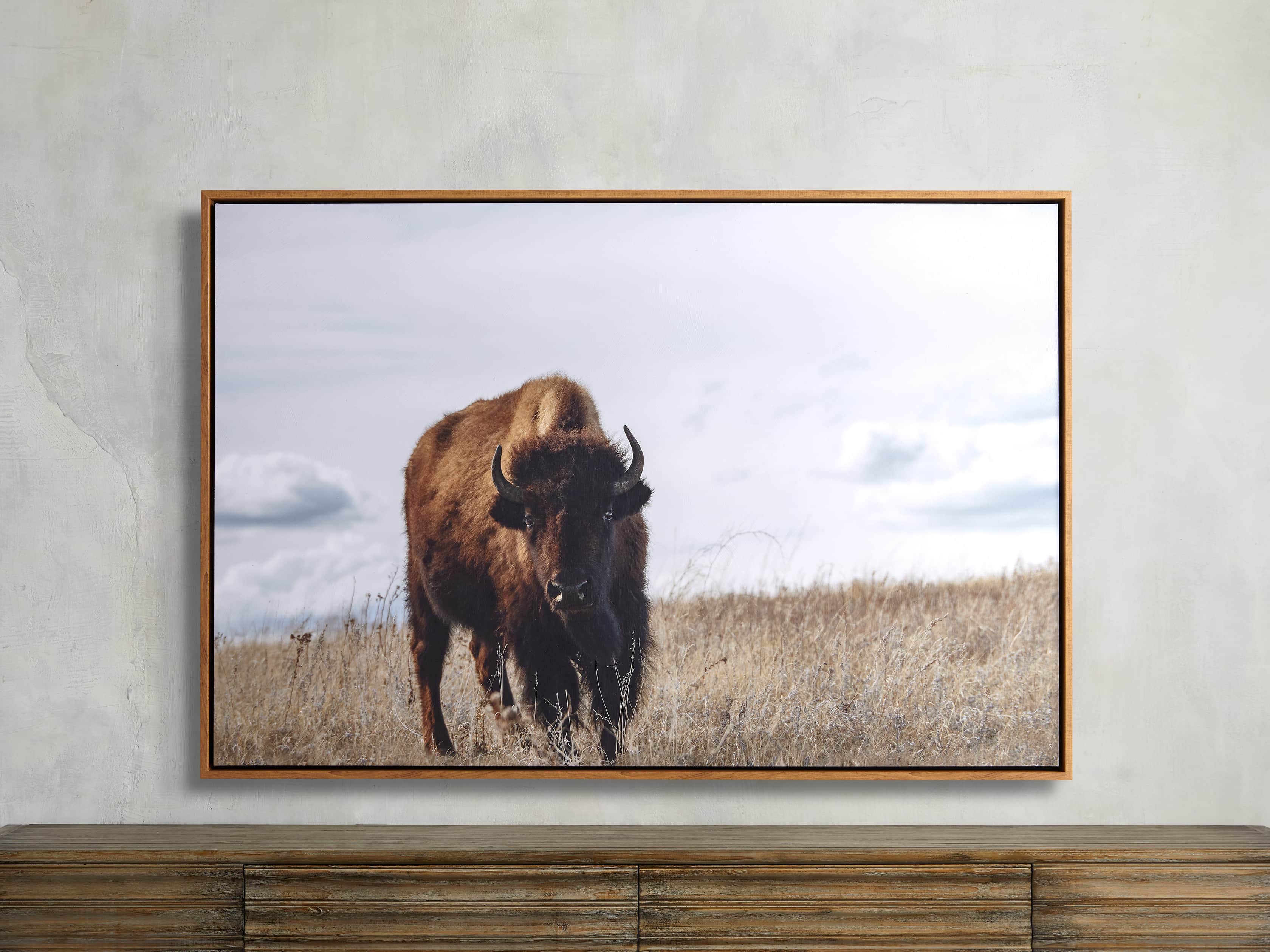 Longhorn at Enchanted Rock 16” x 20” Canvas Print