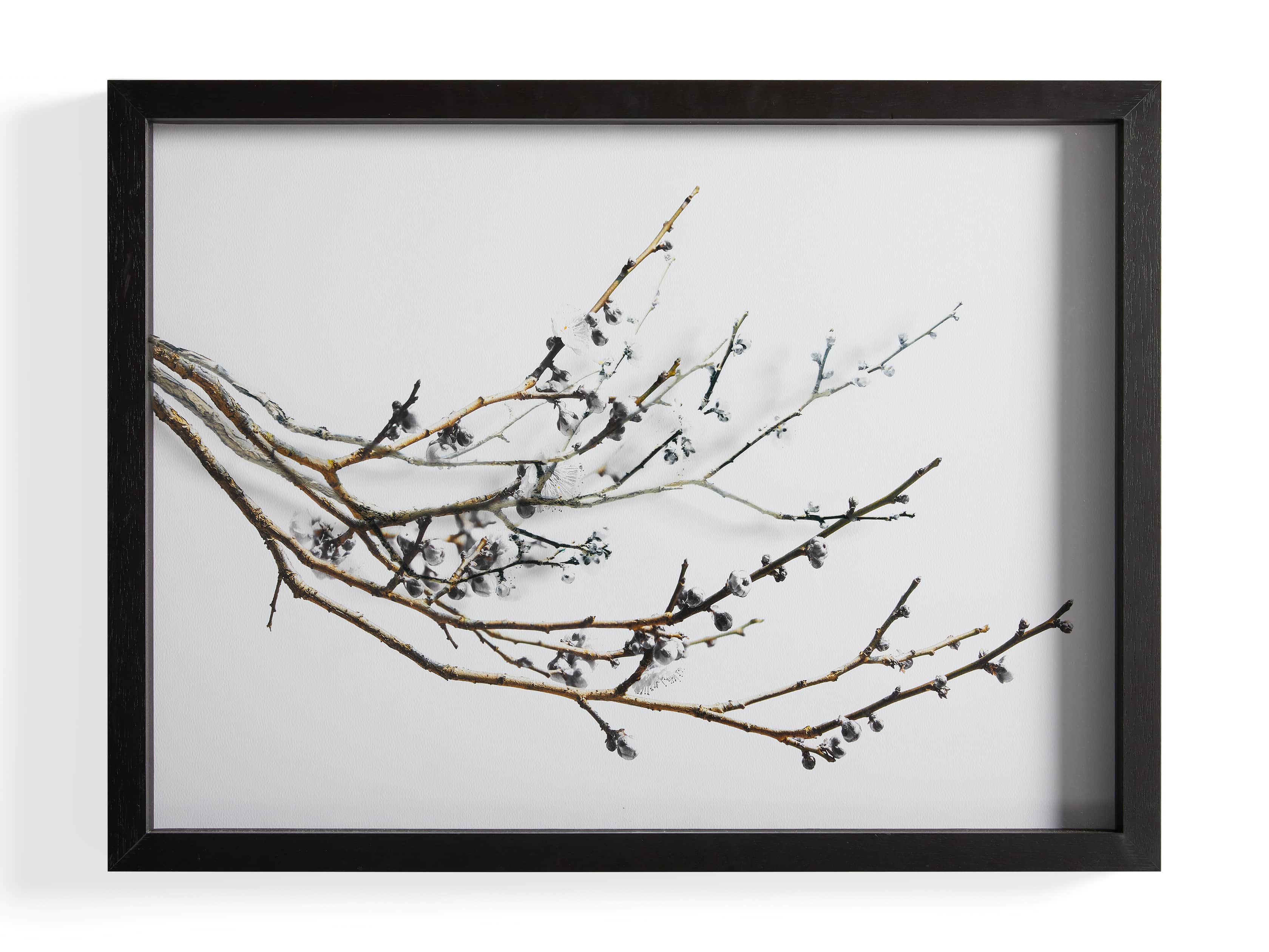 Plum Blossoms Framed Print, slide 4 of 4