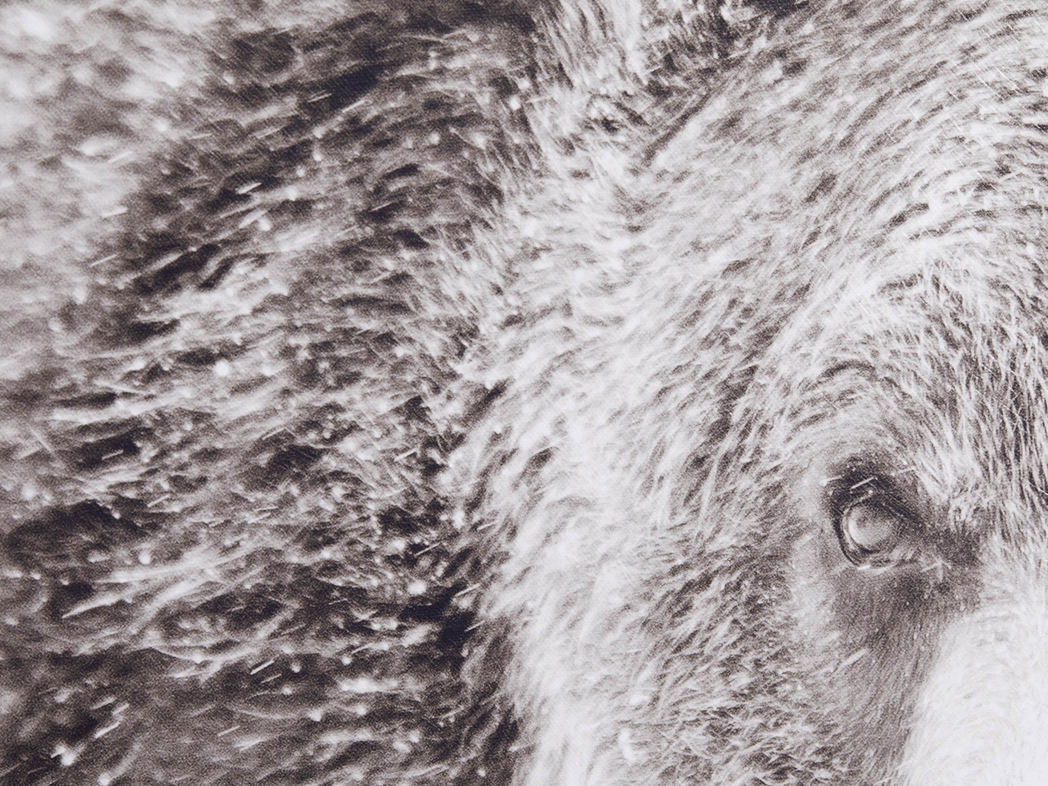 Snow Grizzly Canvas Wall Art, slide 3 of 4