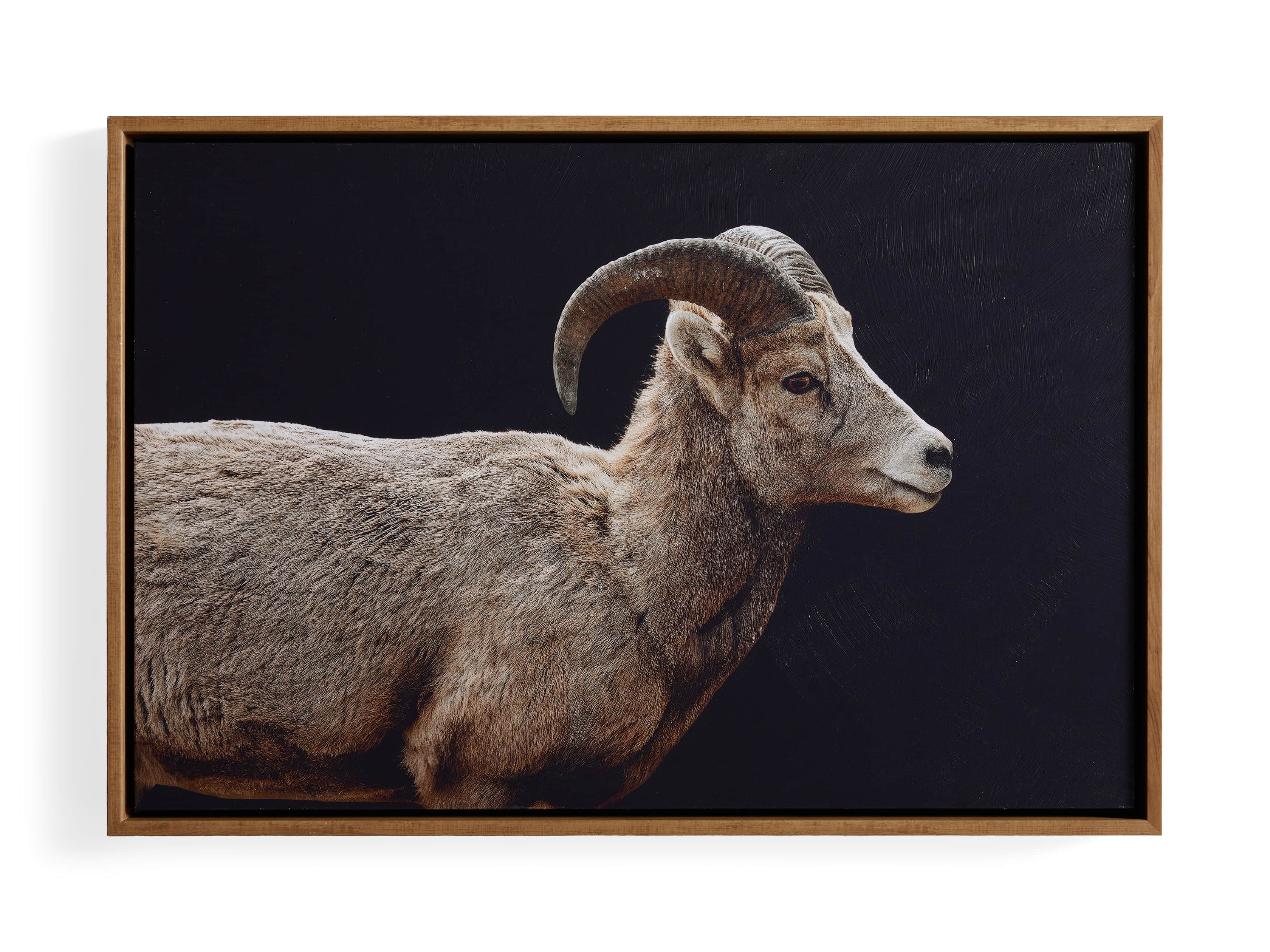 Ram Framed Print, slide 4 of 4