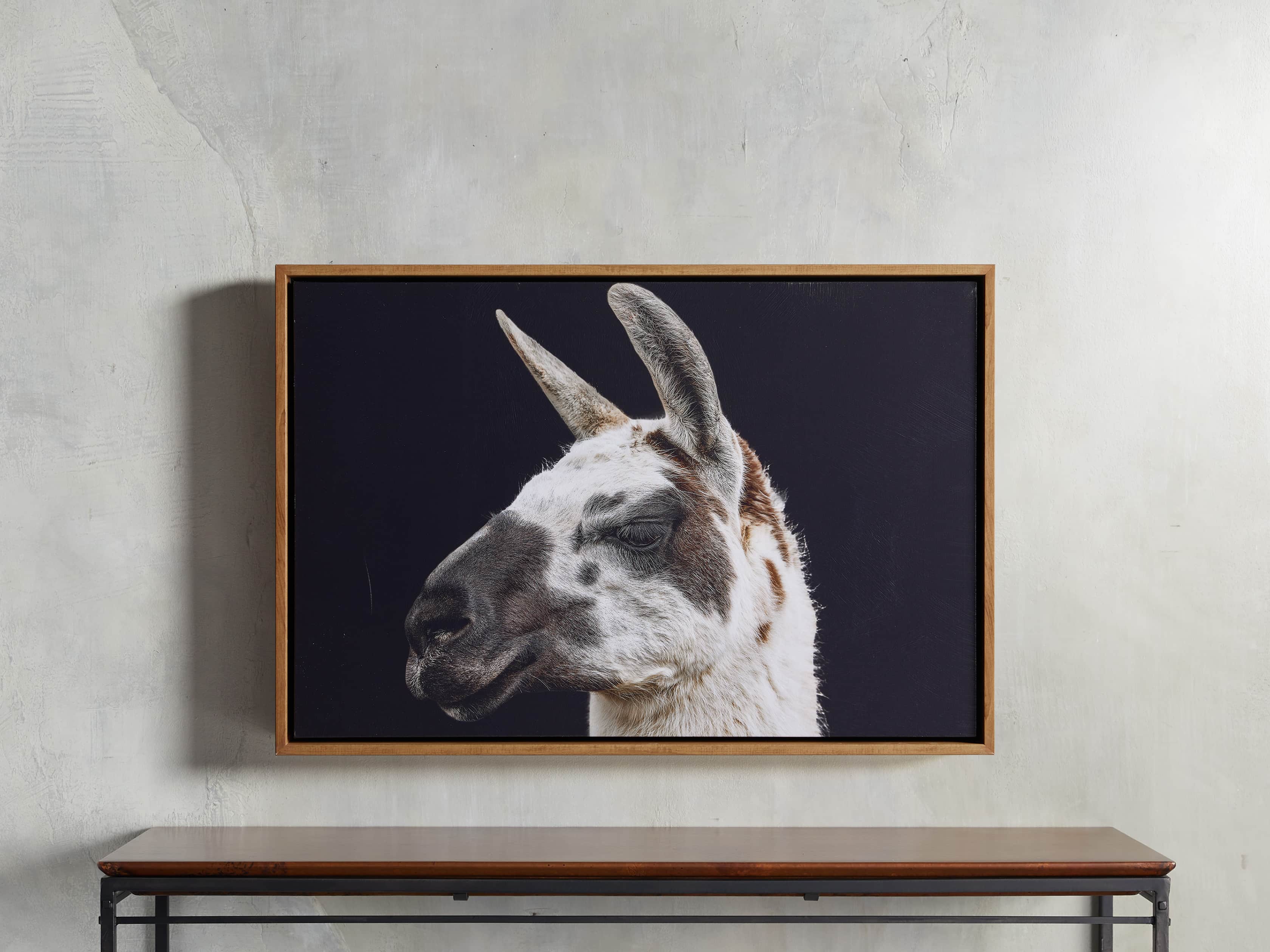 Guanaco Framed Print, slide 1 of 3