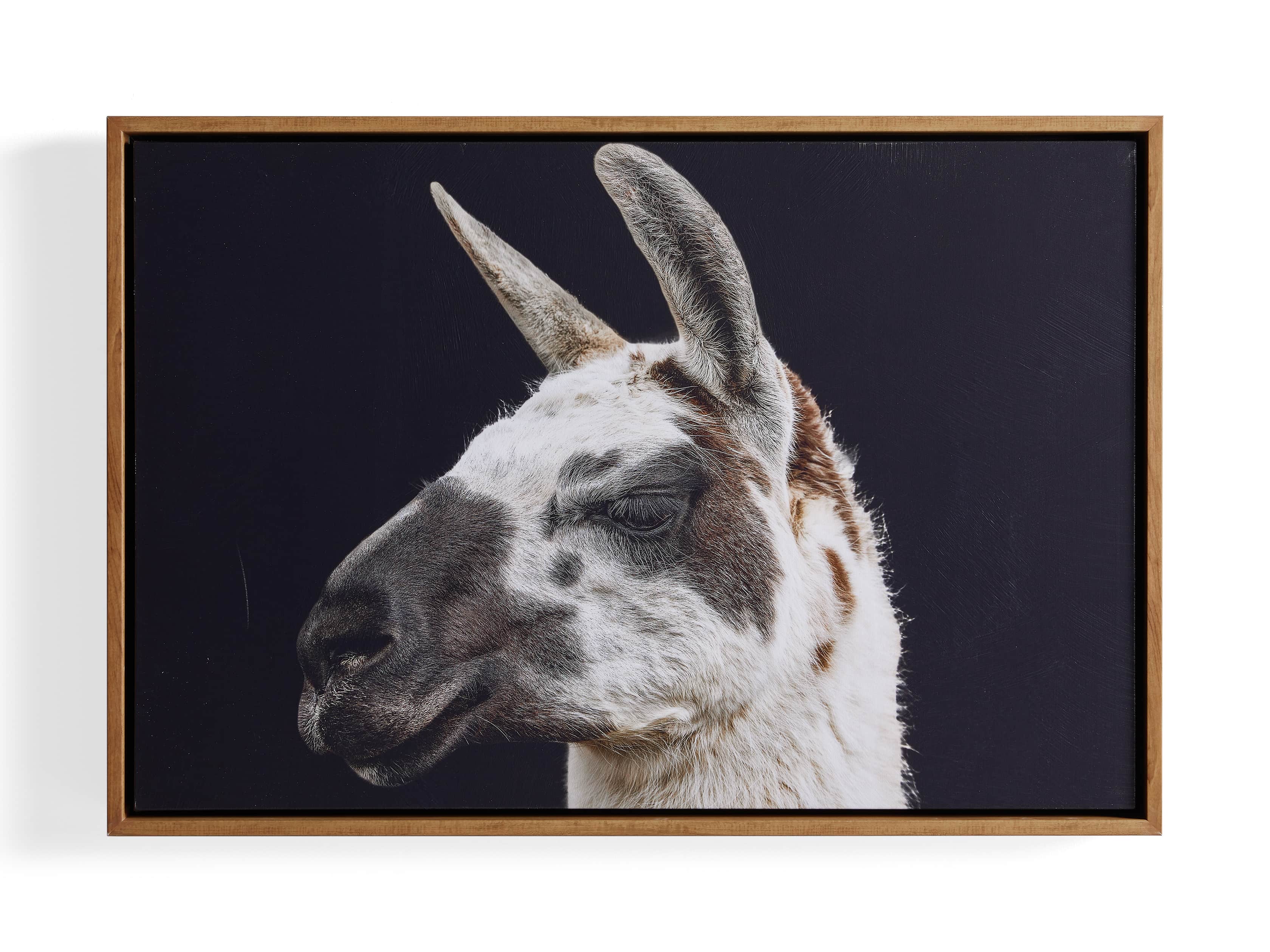 Guanaco Framed Print, slide 3 of 3