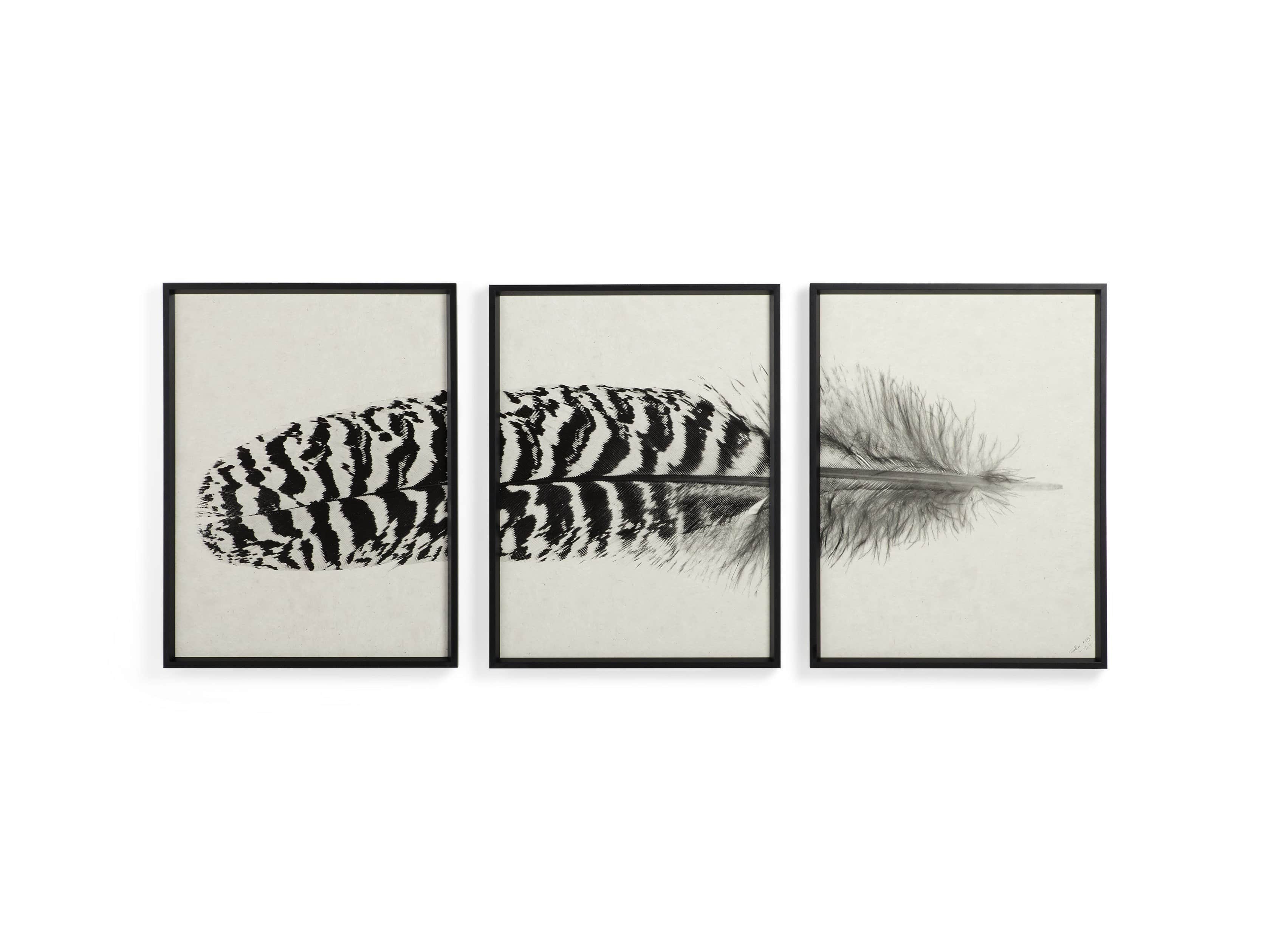 Arhaus Peacock Feather Framed Print