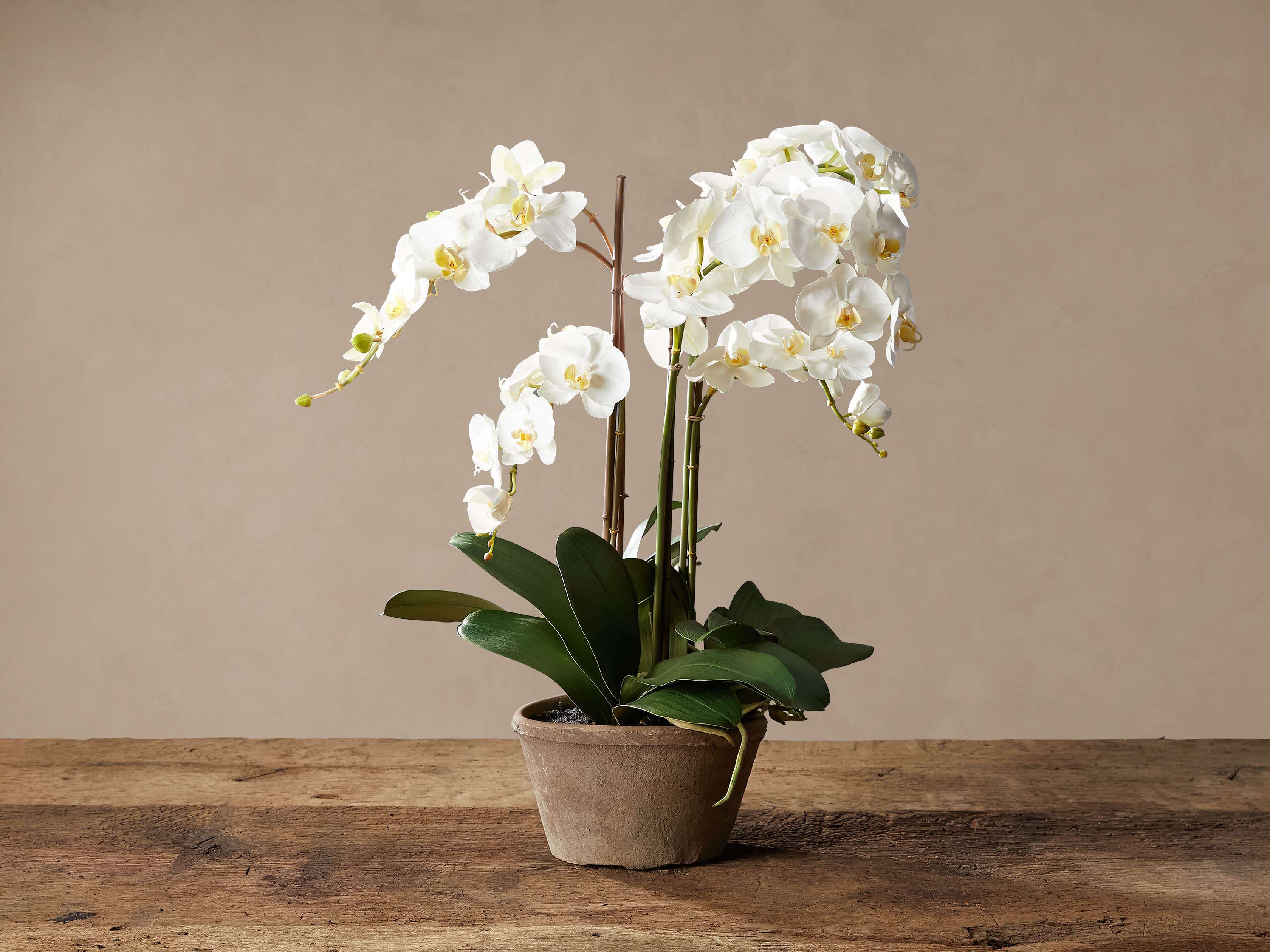 Faux White Phalaenopsis Orchid In Rustic Pot Plastic | Arhaus