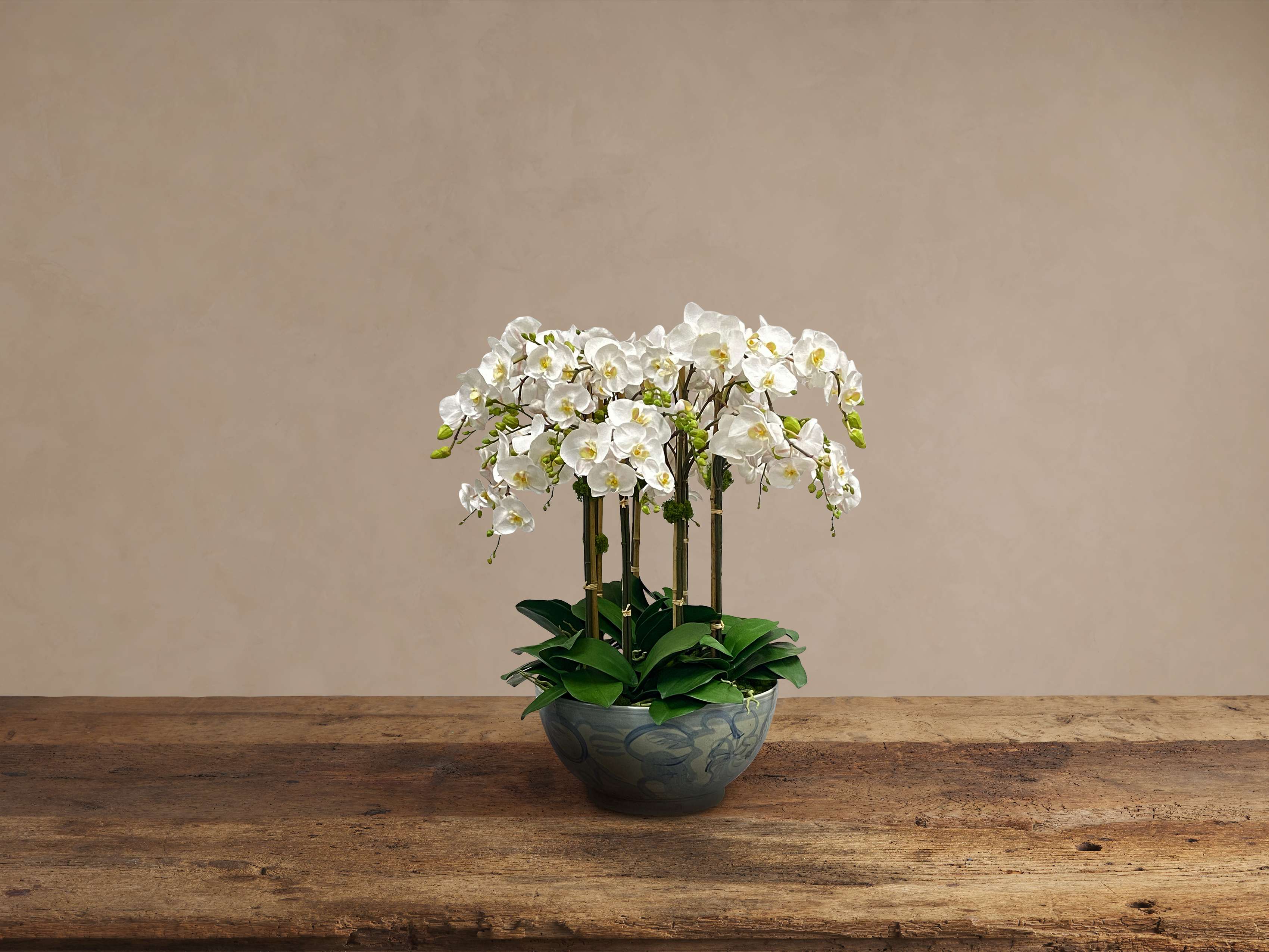 bedroom oxygen plants Oxygen Plants | Buy Trendy Oxygen Plants Combo Online at Lowest Price main image 1
