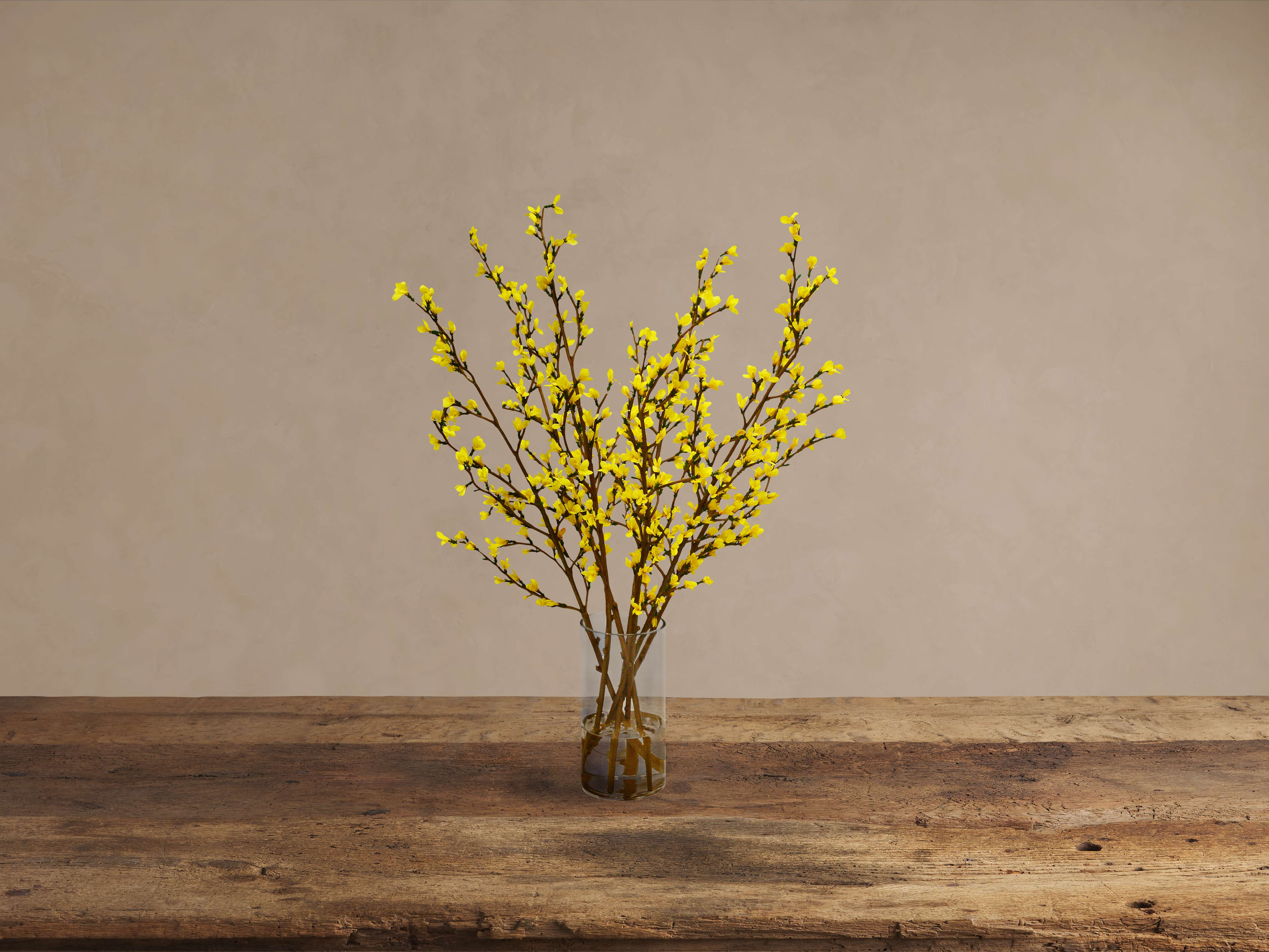 Forsythia in Glass
