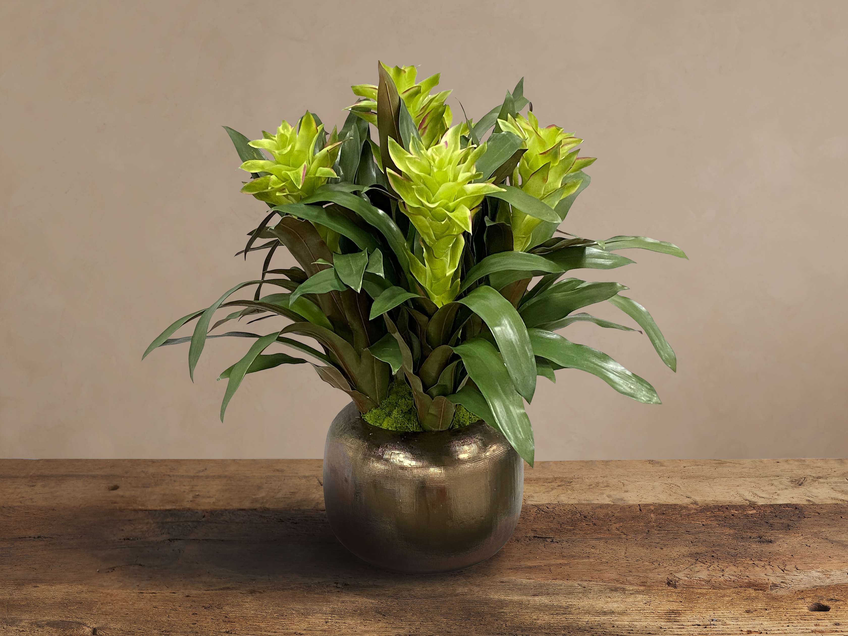 cactus indoor plants White Foxtail Cactus For Sale  Logee's Plants